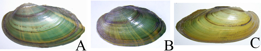 Зеленые оттенки в окраске раковин молодых особей разных видов перловиц