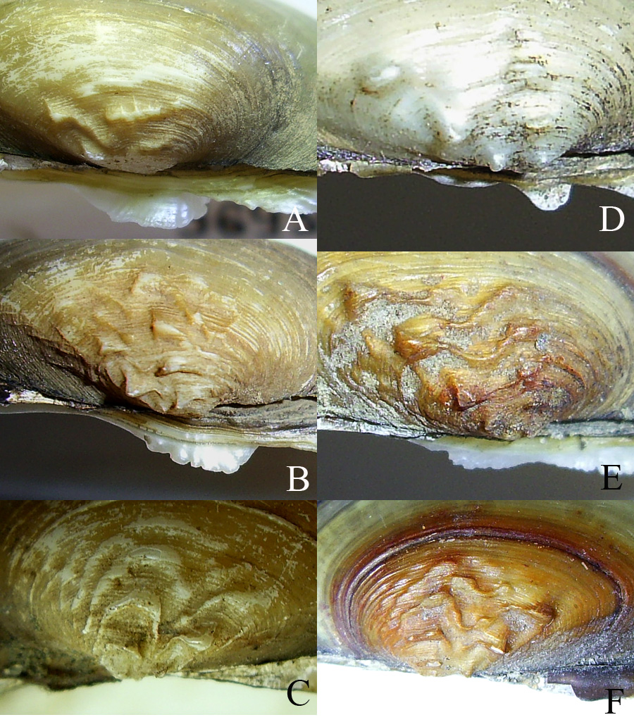 Изменчивость и возможное сходство макушечной скульптуры Unio tumidus (A–C) и U. pictorum (D–F)