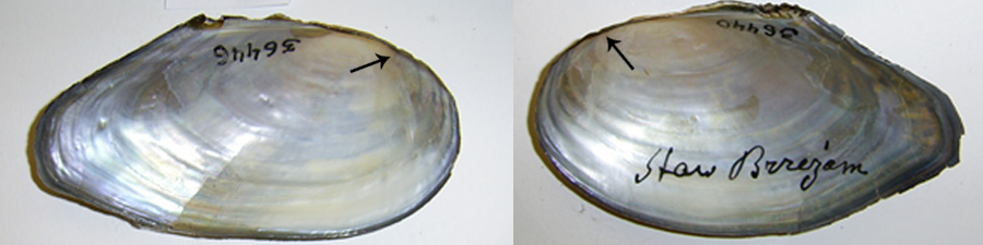 Антитезис 1