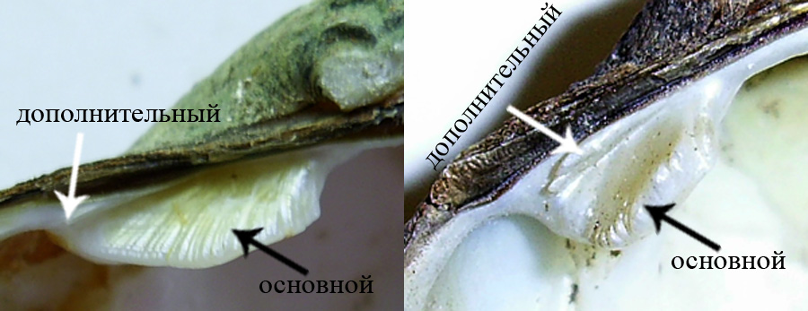 Антитезис 2