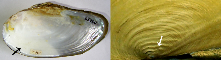 Антитезис 6