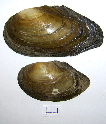 Anodonta anatina