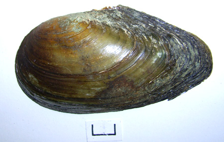 Anodonta anatina