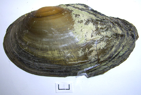 Anodonta anatina