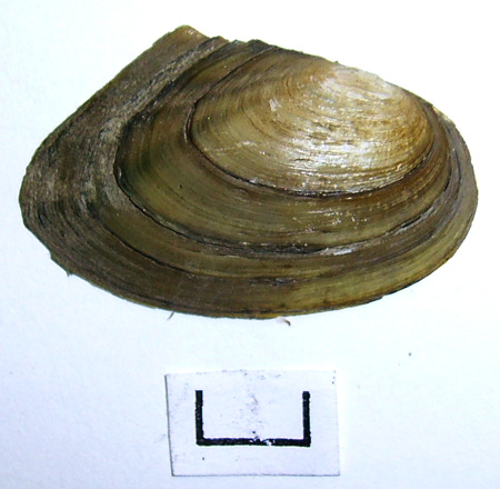 Anodonta anatina