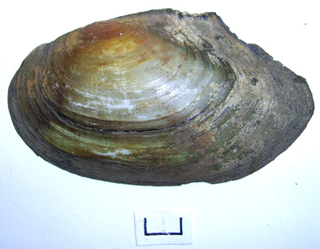 Anodonta anatina