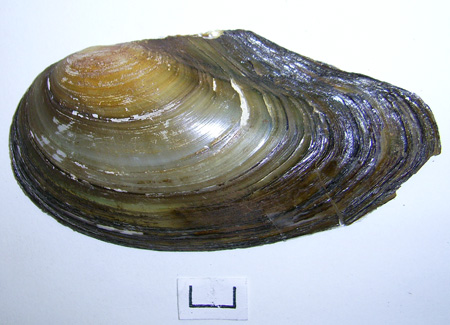 Anodonta anatina