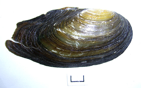 Anodonta anatina