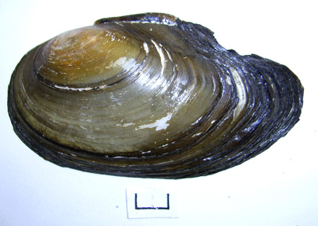 Anodonta anatina