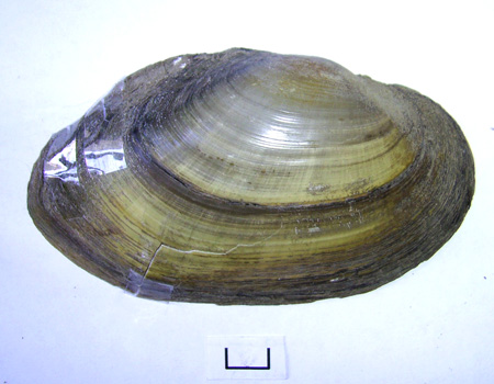 Anodonta anatina