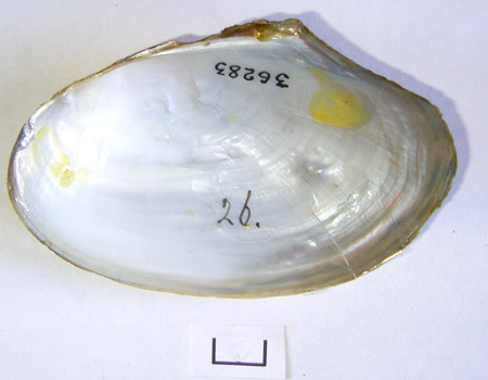 Anodonta anatina