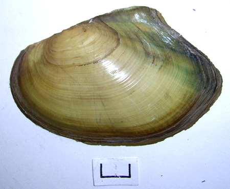 Anodonta anatina