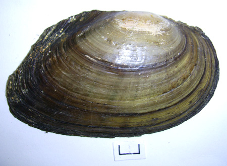 Anodonta anatina