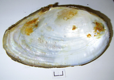 Anodonta anatina