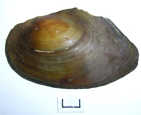 Anodonta anatina