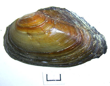 Anodonta anatina