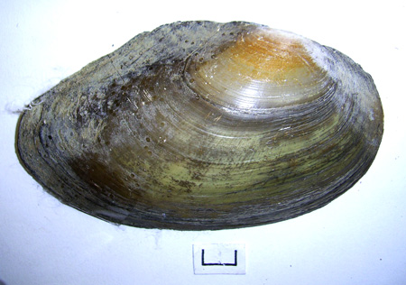 Anodonta anatina