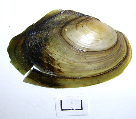 Anodonta anatina