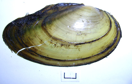 Anodonta anatina