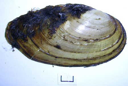 Anodonta anatina