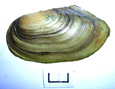 Anodonta cygnea