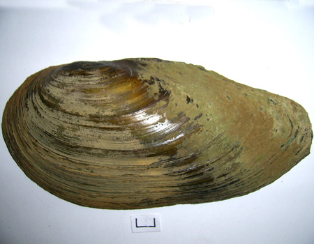 Anodonta cygnea