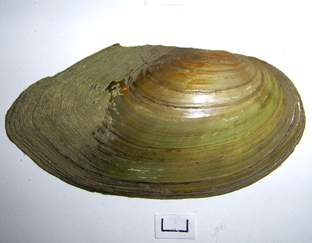 Anodonta cygnea