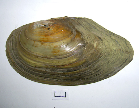 Anodonta cygnea