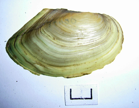 Anodonta cygnea