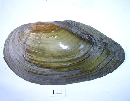 Anodonta cygnea