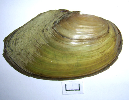 Anodonta cygnea