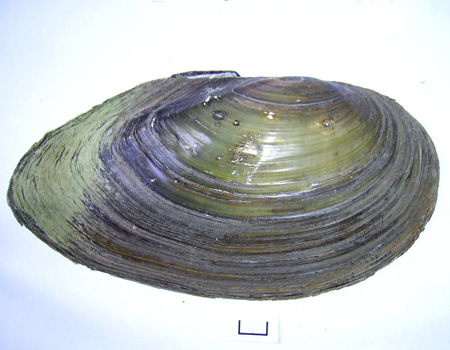 Anodonta cygnea