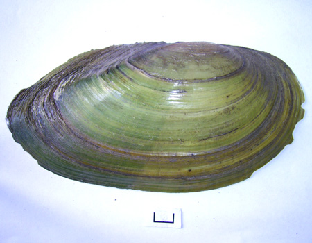 Anodonta cygnea