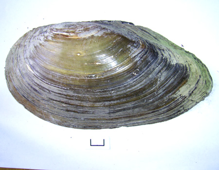 Anodonta cygnea