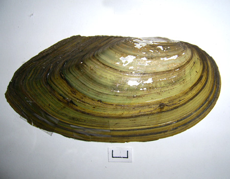 Anodonta cygnea