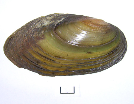 Pseudanodonta complanata