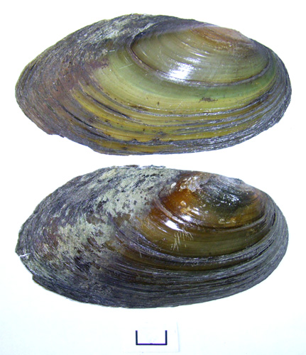 Pseudanodonta complanata