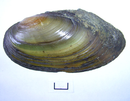 Pseudanodonta complanata