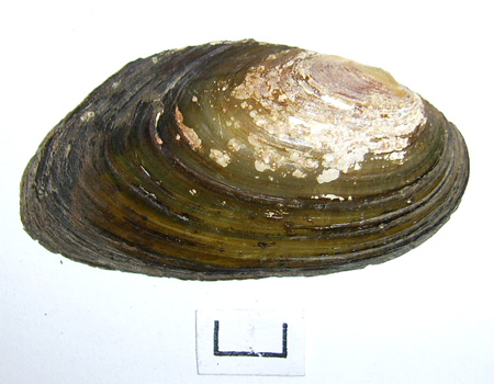 Pseudanodonta complanata