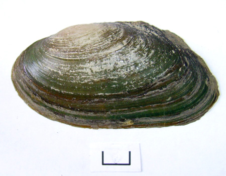 Pseudanodonta complanata