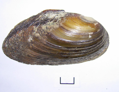 Pseudanodonta complanata