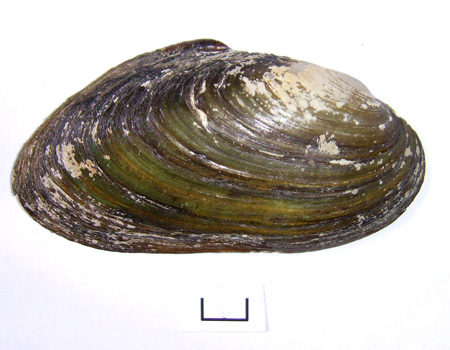 Pseudanodonta complanata