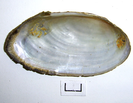 Pseudanodonta complanata