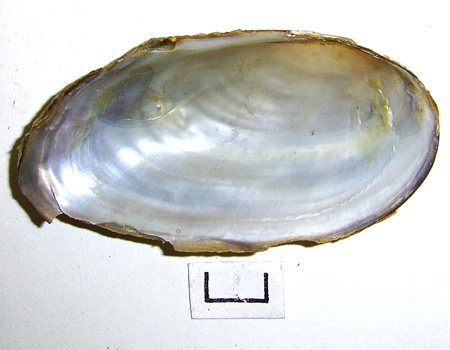 Pseudanodonta complanata