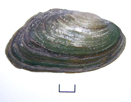 Pseudanodonta complanata