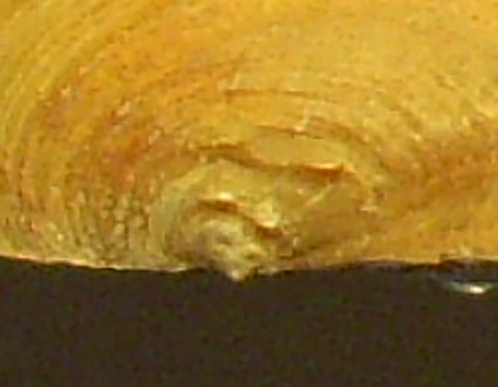 Pseudanodonta complanata