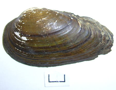 Unio tumidus