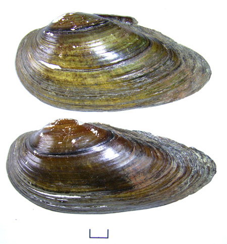 Unio tumidus