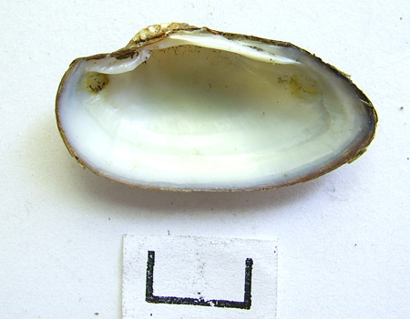 Unio tumidus