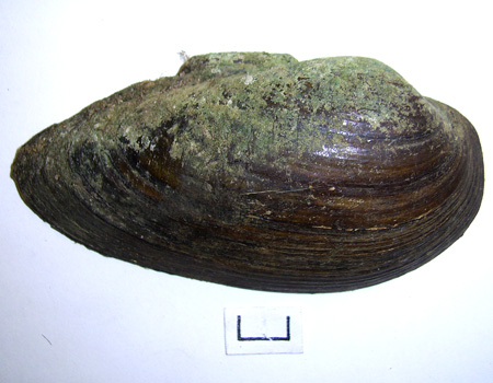 Unio tumidus